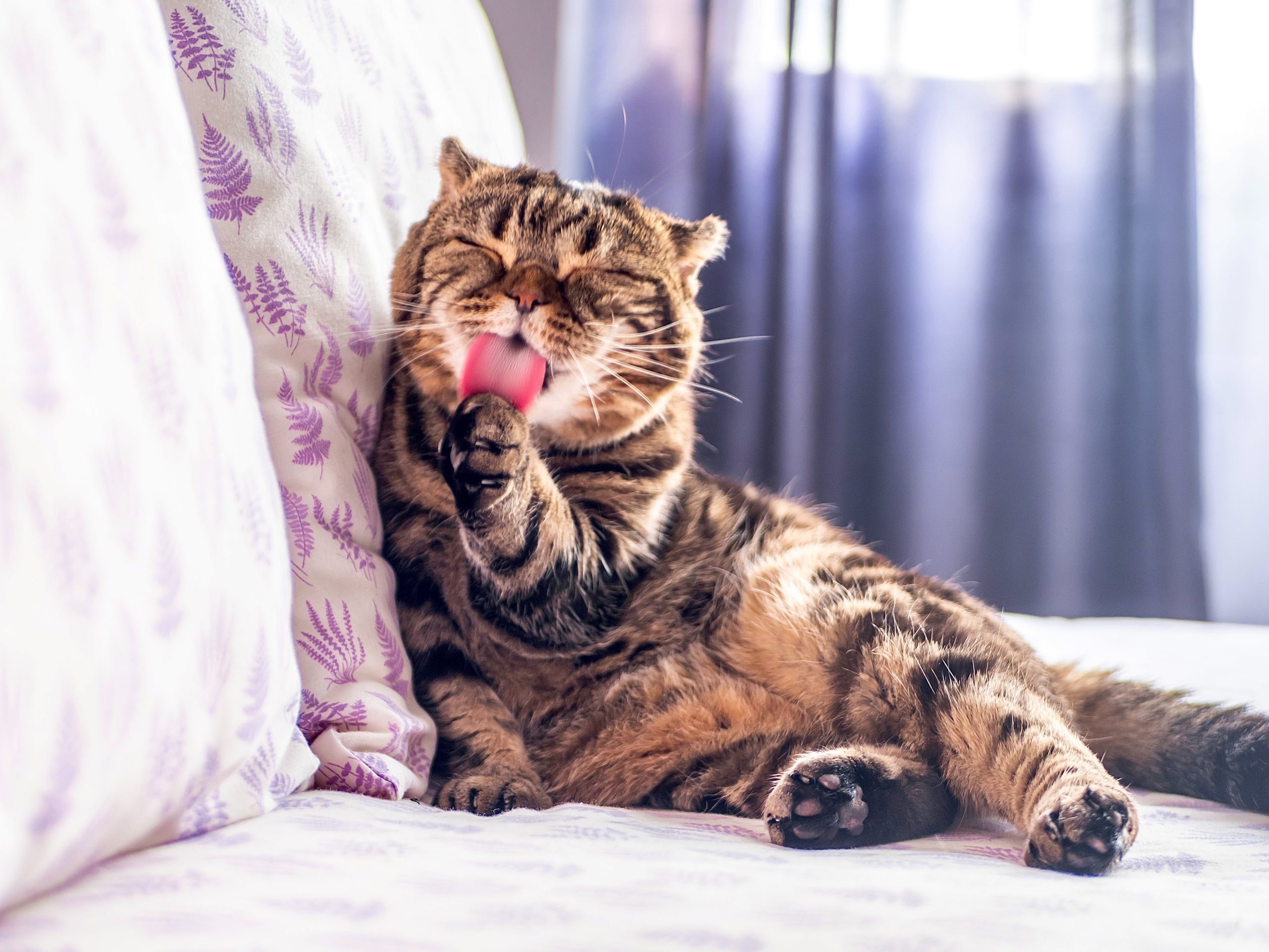 keeping cats inside