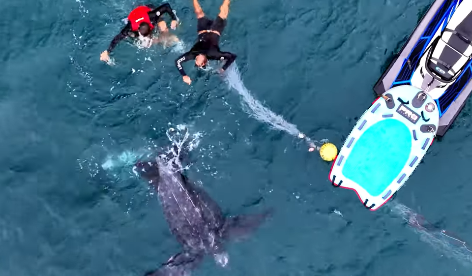 Giant Endangered Turtle Saved Off Dee Why Beach - Northern Beaches Living