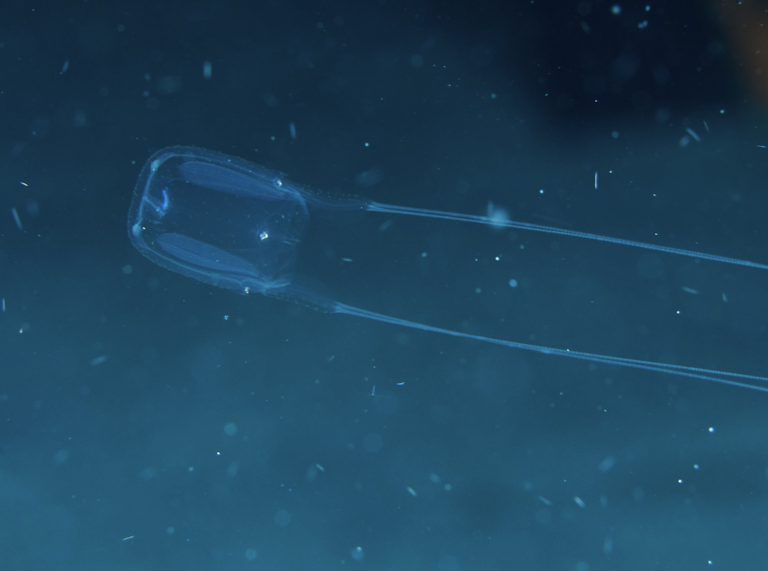 jellyfish